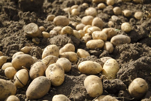 Chemical Spray For Potato Blight Reason Explained