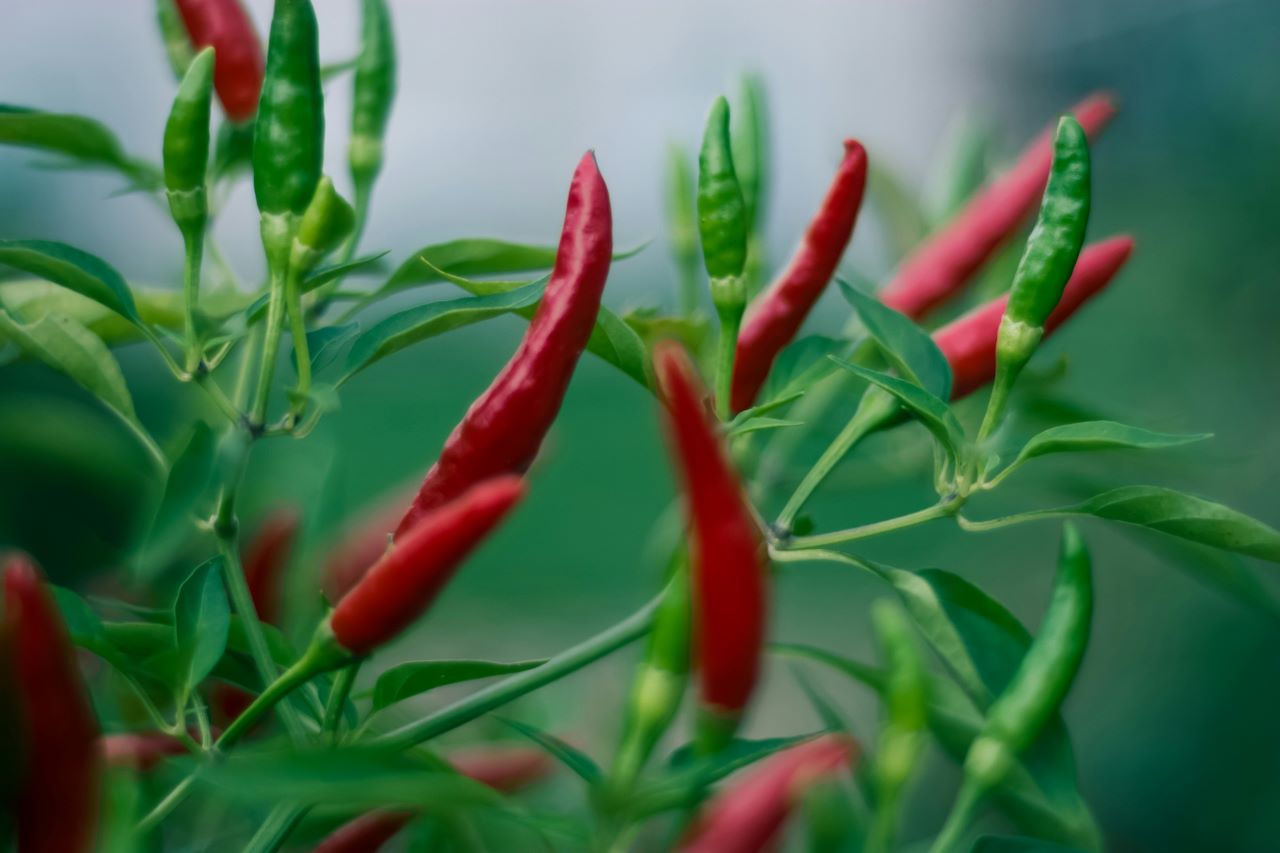 India is the largest producer, consumer and exporter of chilli. (Pic Credit: Unsplash)